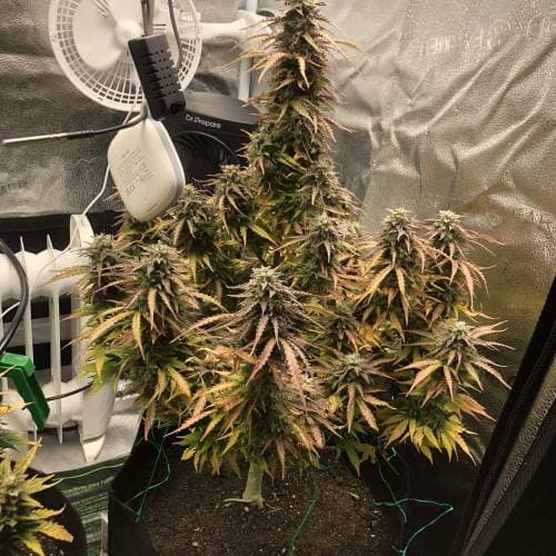 Holen Sie sich das Originalerlebnis mit Pineapple Express #2 - Jetzt noch intensiver!