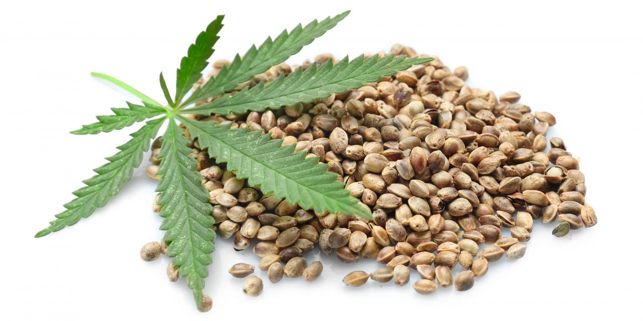 Die Zukunft von Cannabissamen: Innovationen und Fortschritte