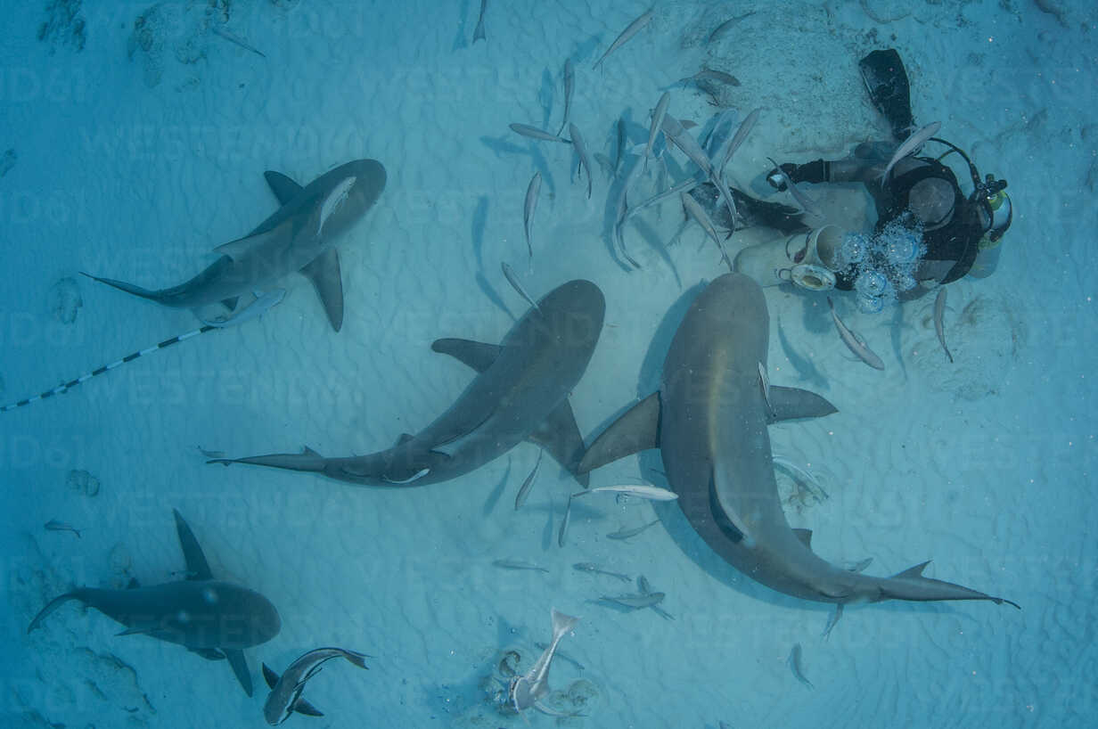 Abenteuer mit Bullenhaie Mexiko: Tauchen in Playa del Carmen mit DeepDiveMexico