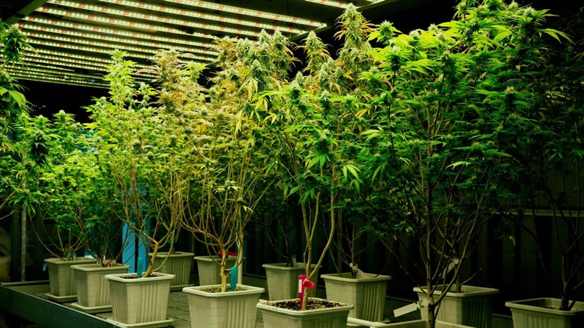 Cannabis Samen und Elternschaft: Das Gespräch führen
