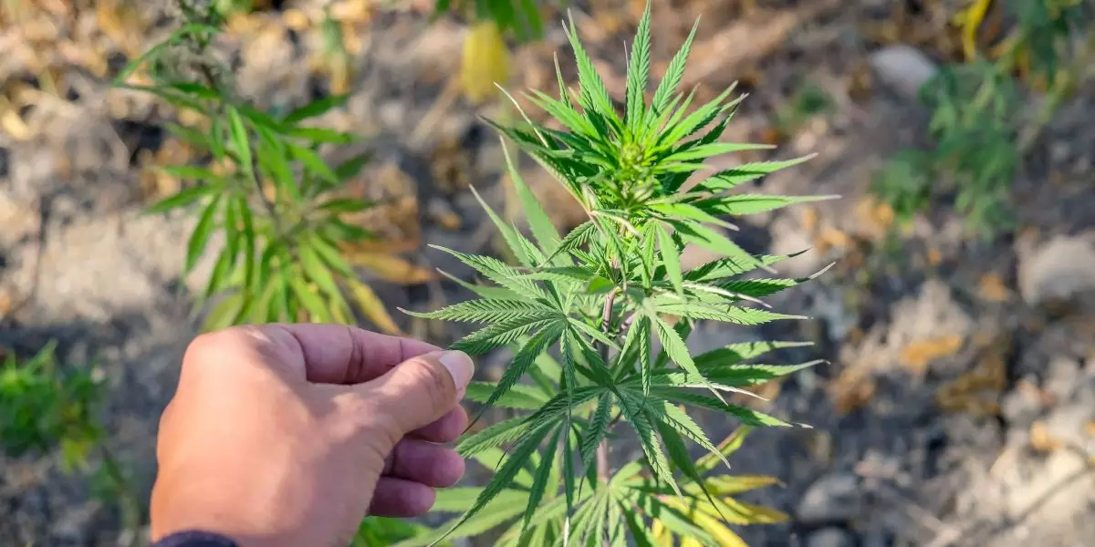 Seeds of Discovery: Wo man Cannabissamen für eine Entdeckungsreise kaufen kann